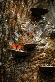 Crustracea Prints: Arboreal crab (Malagasya antongilensis) on a mushroom, Masoala National Park, Madagascar