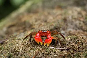 Crustracea Prints: Arboreal crab (Malagasya antongilensis) portrait, Masoala National Park, Madagascar