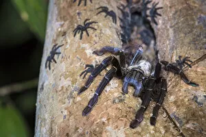 Arboreal tarantula (Lampropelma sp.) female guarding spiderlings at entrance to hollow