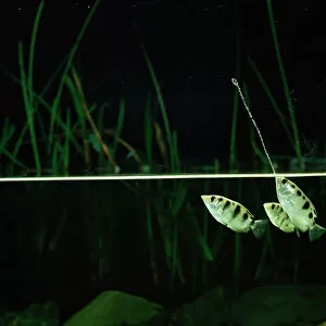 Osteichthyes Gallery: Archerfish jets water at insect to dislodge it from branch {Toxotes chatareus}