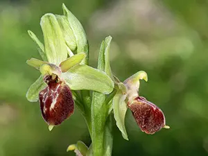 Orchids Prints: Archipelago orchid (Ophrys archipelagi) in flower