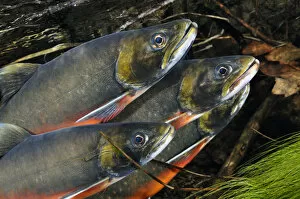 Images Dated 22nd November 2011: Arctic charr (Salvelinus alpinus) males showing breeding colours, in spawning river