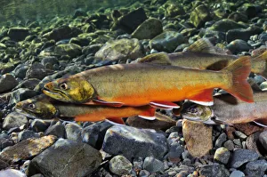 Arctic charr (Salvelinus alpinus) female with males showing breeding colours, in spawning river