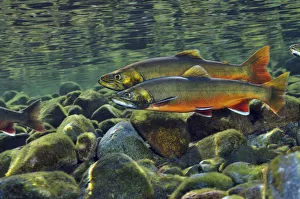 Arctic charr (Salvelinus alpinus) males showing breeding colours, in a river where