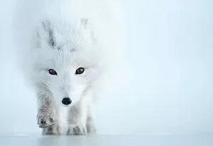 Arctic Fox Gallery: Arctic fox (Alopex lagopus) camouflaged in winter pelage. Svalbard, Norway, April