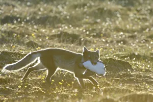 Foxes Prints: Arctic fox (Alopex lagopus) with Common guillemot (Uria aalge) prey, Alkehornet, Svalbard