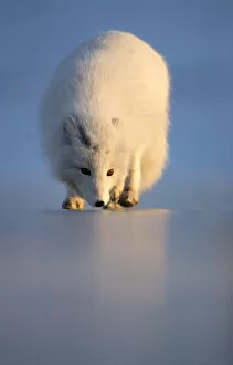 Arctic fox (Alopex lagopus) following scent, in winter pelage. Svalbard, Norway. April