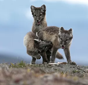 Sergey Gorshkov Gallery: Arctic fox (Alopex lagopus) juveniles play fighting, Wrangel Island, Far East Russia