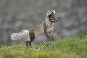 Alert Gallery: Arctic fox (Alopex lagopus) looking alert, Svalbard, Norway, July