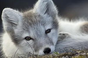 Arctic fox (Alopex lagopus) portrait, Trygghamna, Svalbard, Norway, July 2008 WWE