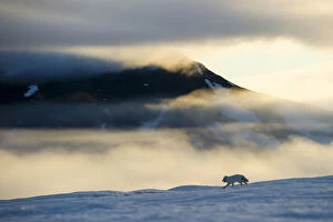 Arctic fox (Alopex lagopus) running in snowy landscape with mountains behind, Wrangel Island