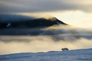 Arctic fox (Alopex lagopus) running in snowy landscape with mountains behind, Wrangel Island