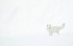 Images Dated 27th August 2019: Arctic fox (Alopex lagopus) in snow. Svalbard, Norway. April
