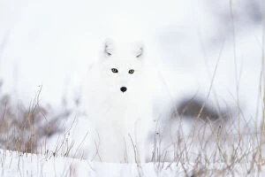 Arctic fox (Alopex lagopus) in snow, Churchill, Canada