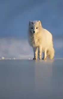 Arctic fox (Alopex lagopus) Svalbard, Norway, April