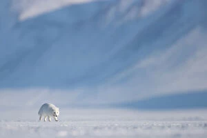 August 2023 Highlights Collection: Arctic fox (Alopex lagopus) in winter coat, walking across snow, Svalbard, Norway. April
