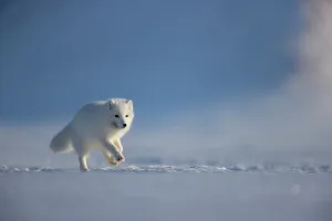 Christmas Prints: Arctic fox (Alopex lagopus) in winter coat, running across snow, Svalbard, Norway. April