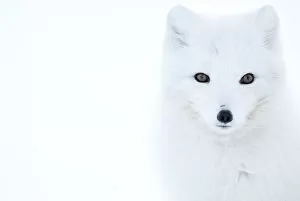 Danny Green Gallery: Arctic fox (Alopex lagopus), in winter coat portrait, Svalbard, Norway, April