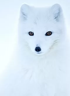 2018 September Highlights Gallery: Arctic fox (Alopex lagopus), in winter coat portrait, Svalbard, Norway, April