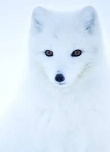 Arctic Gallery: Arctic fox (Alopex lagopus), in winter coat portrait, Svalbard, Norway, April