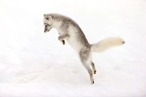 2018 August Highlights Collection: Arctic fox (Alopex lagopus) young fox pouncing, Iceland. October