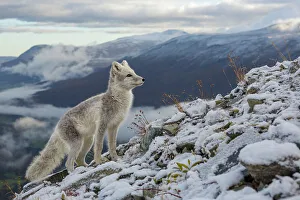 Habitat Prints: Arctic Fox (Alopex / Vulpes lagopus) standing on ridge