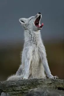 Alopex Lagopus Gallery: Arctic Fox (Alopex / Vulpes lagopus) yawning, during moult from grey summer fur to winter white