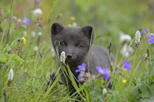 Arctic fox cub (Alopex lagopus) portrait in grass with summer flowers, Hornvik