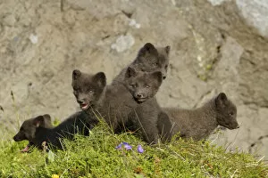 Images Dated 30th March 2020: Arctic fox cubs (Alopex lagopus) Hornvik, Westfjords, Iceland. July