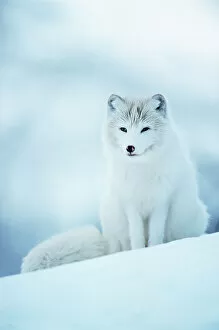 Camouflage Gallery: Arctic fox male portrait {Vulpes lagopus} Norway captive
