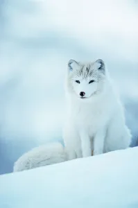 Camouflage Gallery: Arctic fox male portrait {Vulpes lagopus} Norway captive
