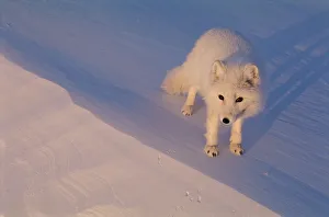 Arctic fox portrait {Vulpes lagopus} Ellesmere Northern territory, Canada
