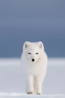 Arctic fox (Vulpes / Alopex lagopus) red faced from feeding on a whale carcass, 1002