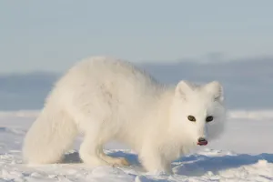 Arctic fox (Vulpes / Alopex lagopus) adult scavenges for food under the snow, 1002
