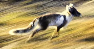 Images Dated 22nd June 2009: Arctic fox (Vulpes / Alopex lagopus) running, Spitsbergen, Svalbard, Norway, June 2009