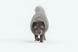 Arctic Fox Gallery: Arctic fox (Vulpes lagopus). Blue colour morph. Hornstrandir Nature Reserve, Iceland