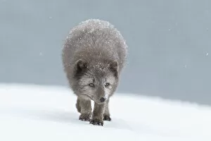 2021 February Highlights Gallery: Arctic fox (Vulpes lagopus), blue colour morph in winter coat walking through snow