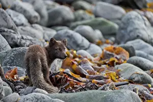 Seaweed Prints: Arctic fox (Vulpes lagopus) blue colour morph in summer coat