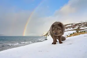 Rainbows Prints: Arctic fox (Vulpes lagopus) blue colour morph in winter coat