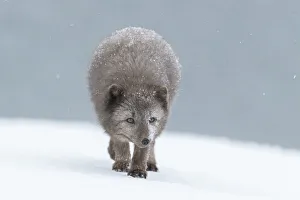 Arctic fox (Vulpes lagopus), blue colour morph in winter coat walking through snow