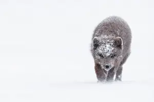 Christmas Prints: Arctic fox (Vulpes lagopus) blue morph