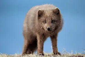 Canis Lagopus Prints: Arctic fox (Vulpes lagopus) blue morph