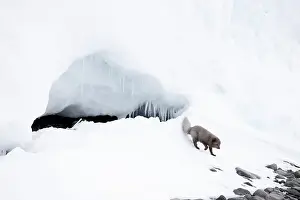 Grey Prints: Arctic fox (Vulpes lagopus) blue morph