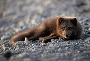Iceland Prints: Arctic fox (Vulpes lagopus) blue morph