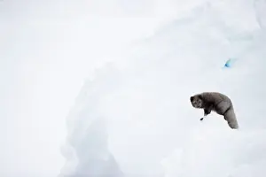Iceland Prints: Arctic fox (Vulpes lagopus) blue morph