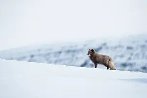Echinoidea Prints: Arctic fox (Vulpes lagopus) blue morph standing in snow with Sea urchin (Echinoidea)