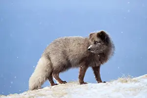 Snowfall Prints: Arctic fox (Vulpes lagopus) blue morph standing on snowy ridge