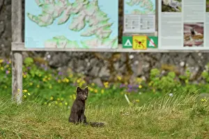 Iceland Prints: Arctic fox (Vulpes lagopus) blue morph in summer coat