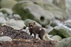 Iceland Prints: Arctic fox (Vulpes lagopus) blue morph in summer coat feeding on Kelp fly (Coelopa sp) larvae on beach