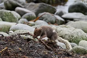 Iceland Prints: Arctic fox (Vulpes lagopus) blue morph in summer coat feeding on Kelp fly (Coelopa sp) larvae on beach